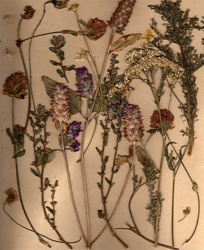 herbarium photo