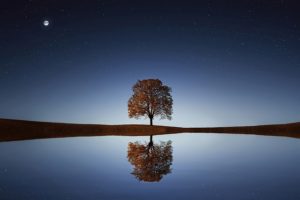 Tree reflected in lake