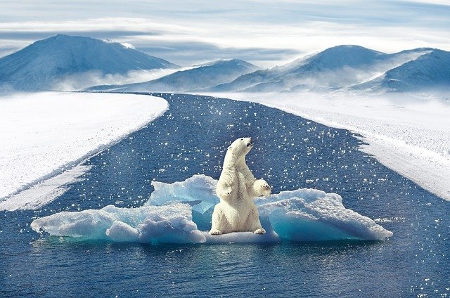 Polar bear on melting ice float